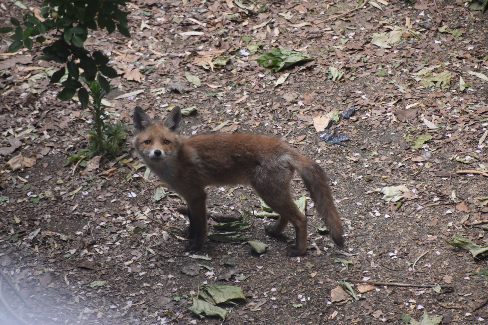Red fox pup, London