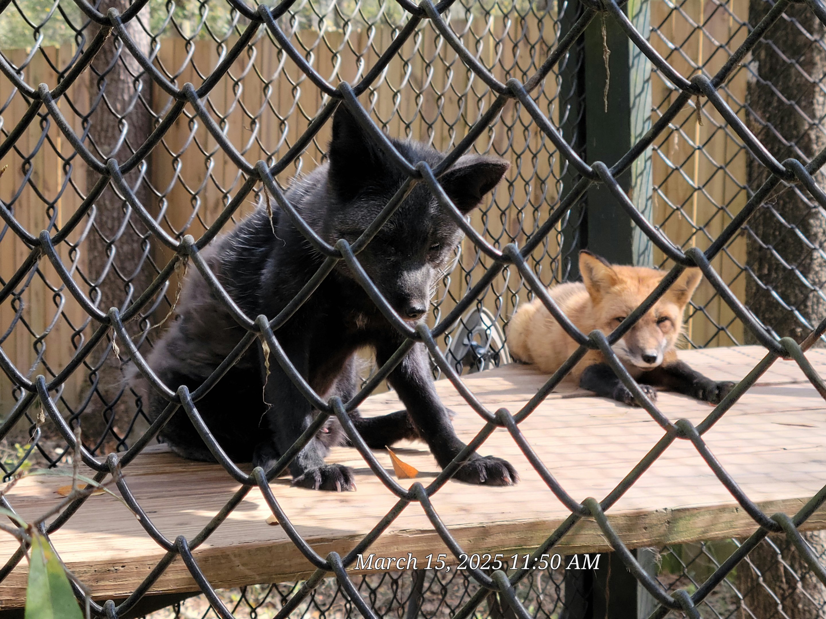 Red Fox (Silver Morph)
