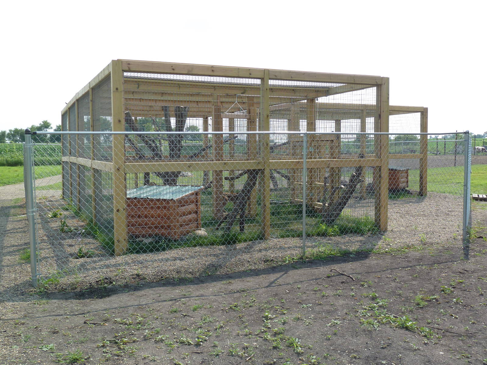 Red Fox (Silver Phase) + Canadian Lynx Exhibits - New in 2014