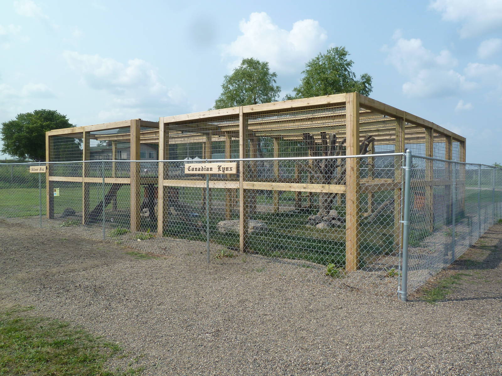 Red Fox (Silver Phase) + Canadian Lynx Exhibits - New in 2014