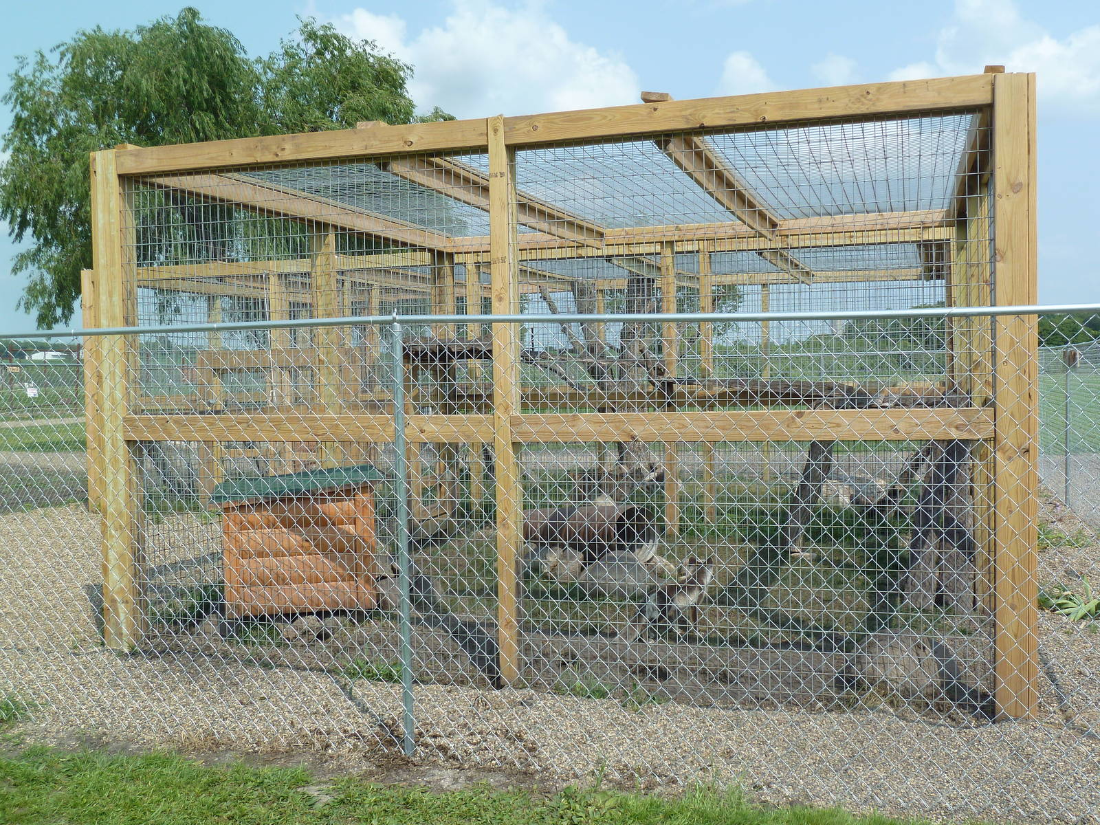 Red Fox (Silver Phase) Exhibit - New in 2014