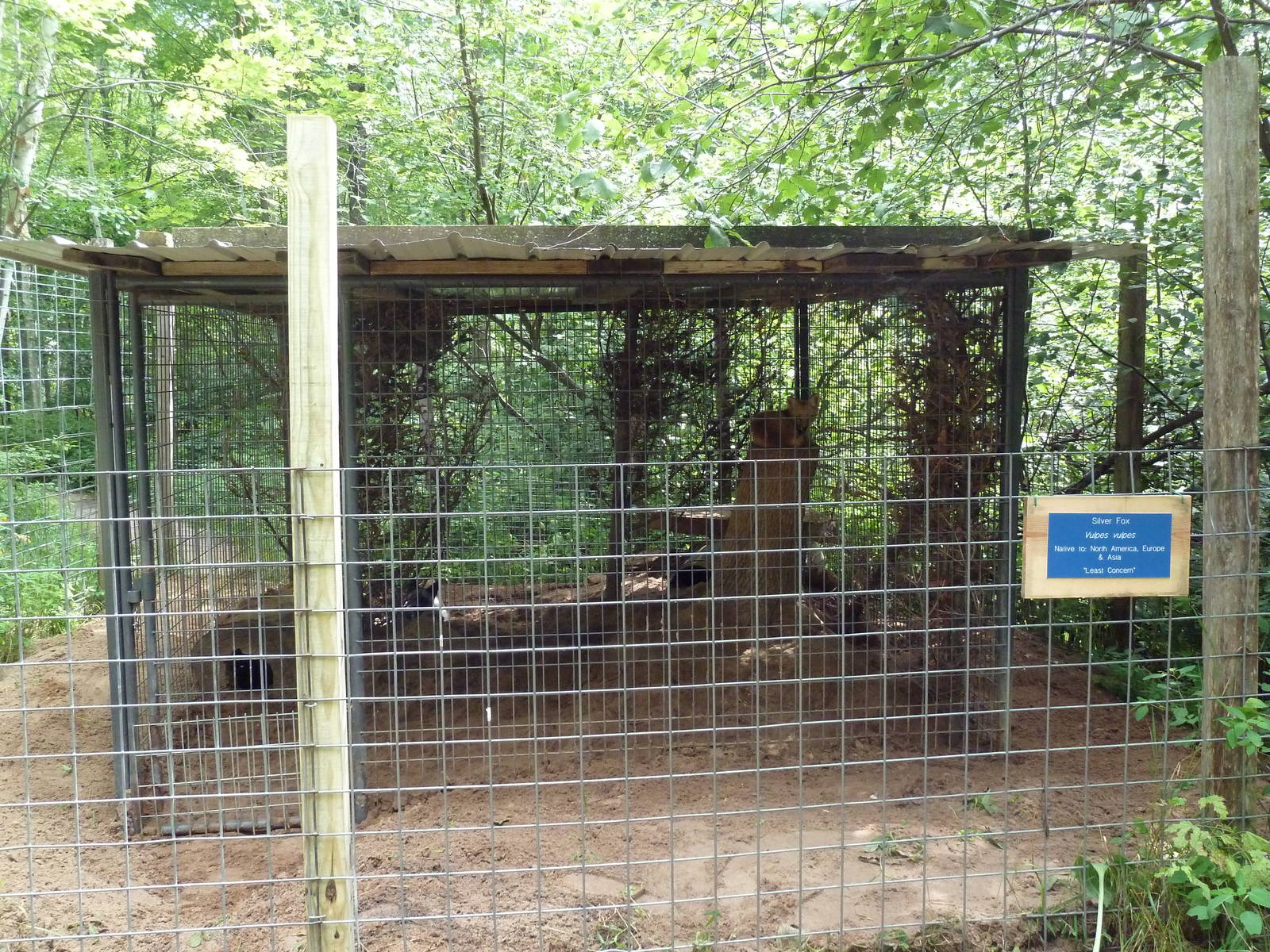 Red Fox (Silver Phase) Exhibit