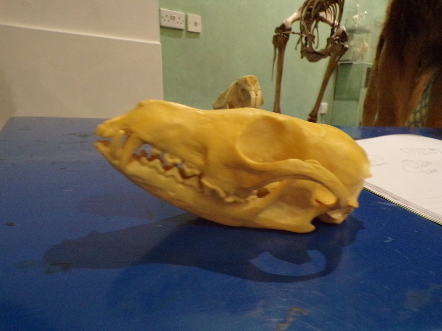 Red fox skull