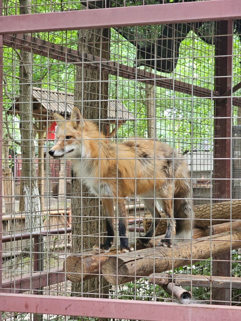 Red Fox ssp.
