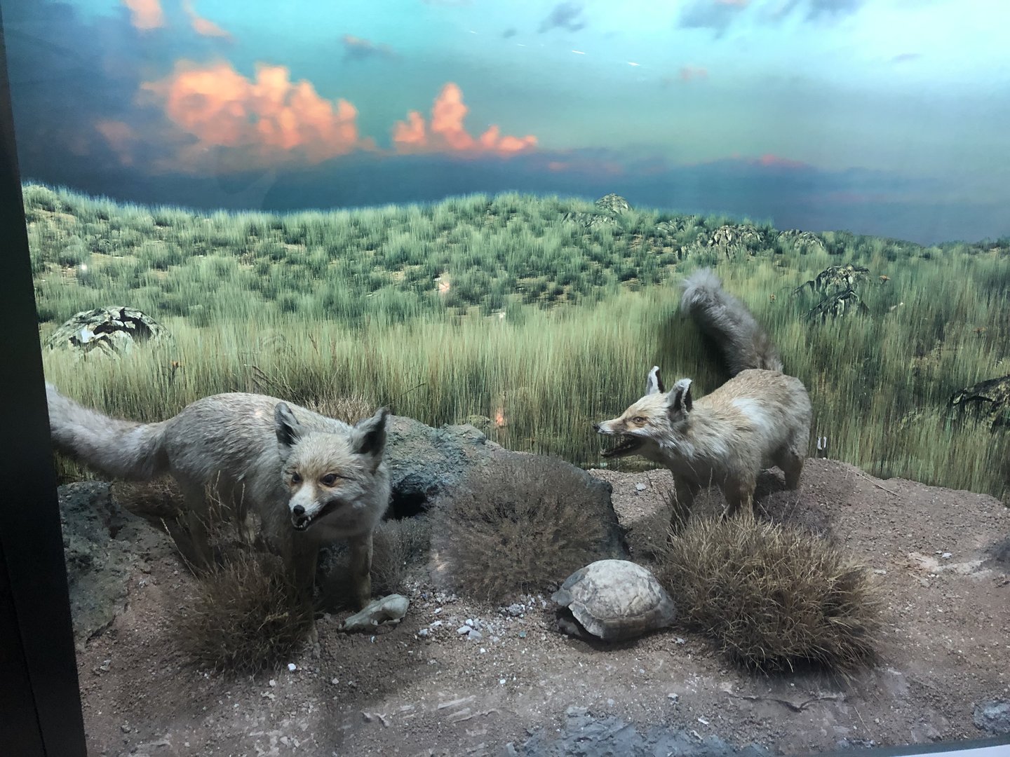 Red fox taxidermy at the MTA Natural History Museum