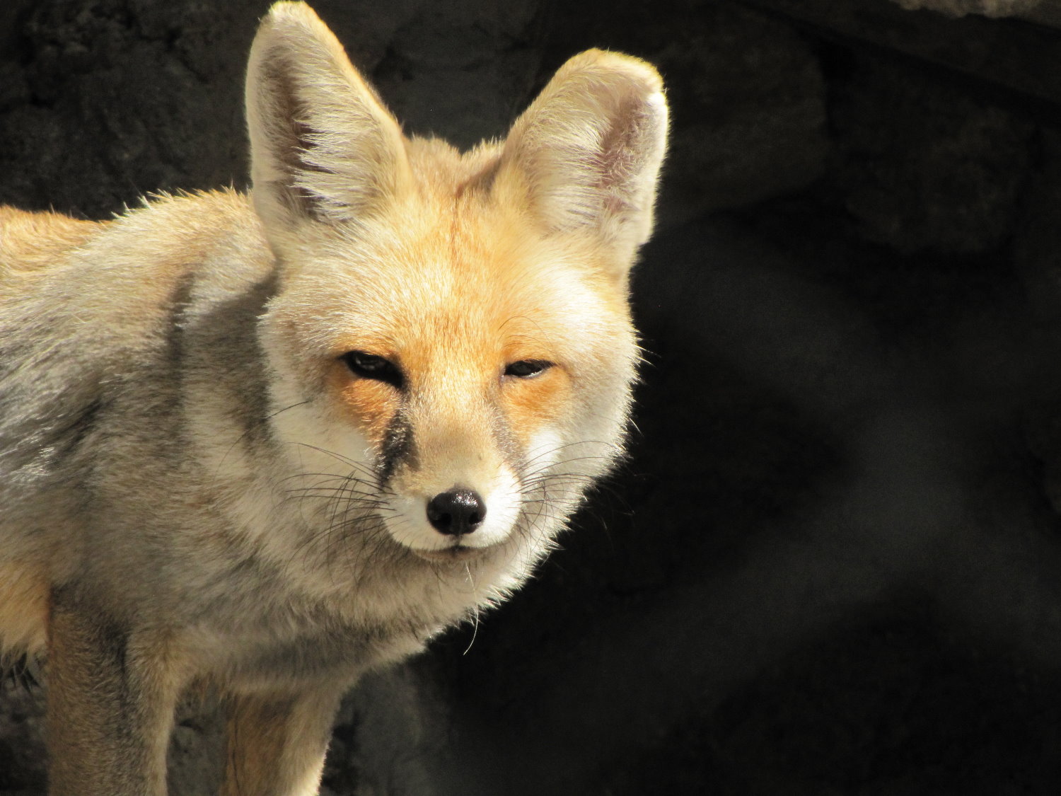 red fox(tehran zoo)