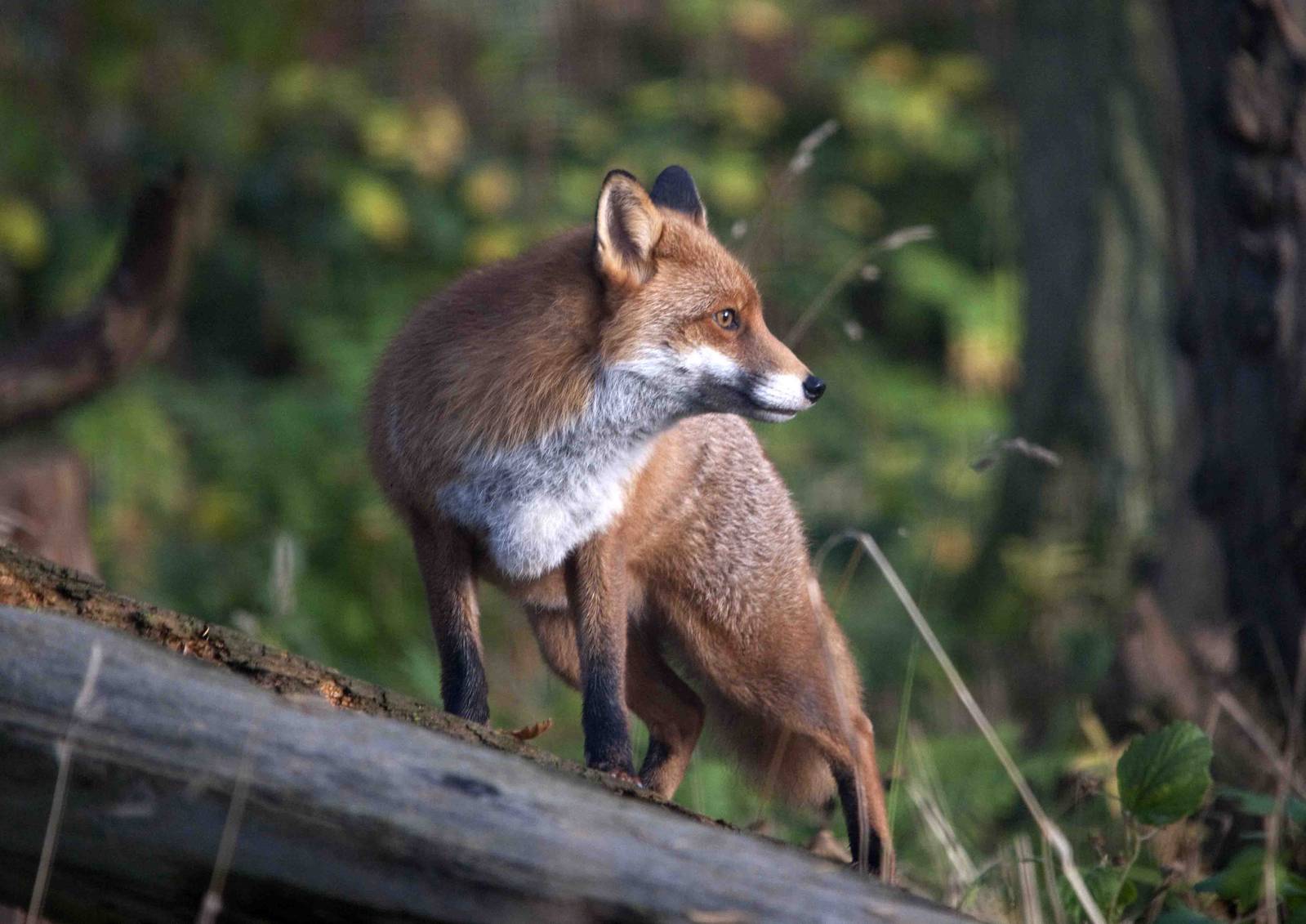 Red Fox (vixen)