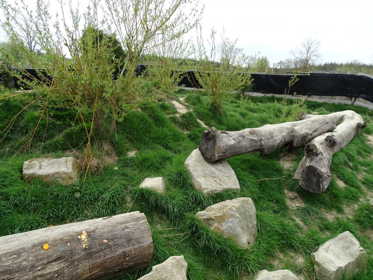 Red fox (Vulpes vulpes) exhibit - Parc animalier d'Ecouves