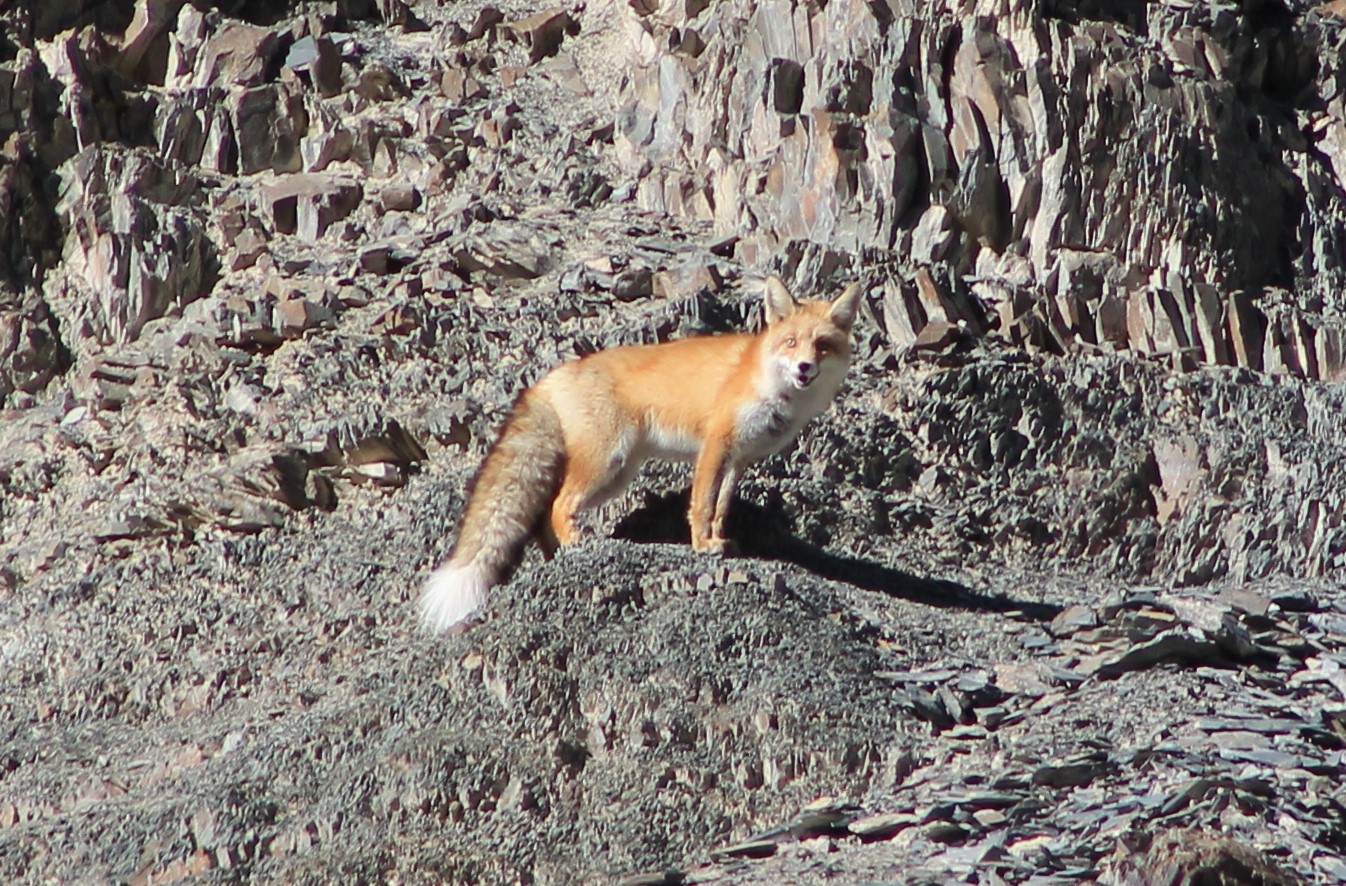 Red Fox (Vulpes vulpes montana)