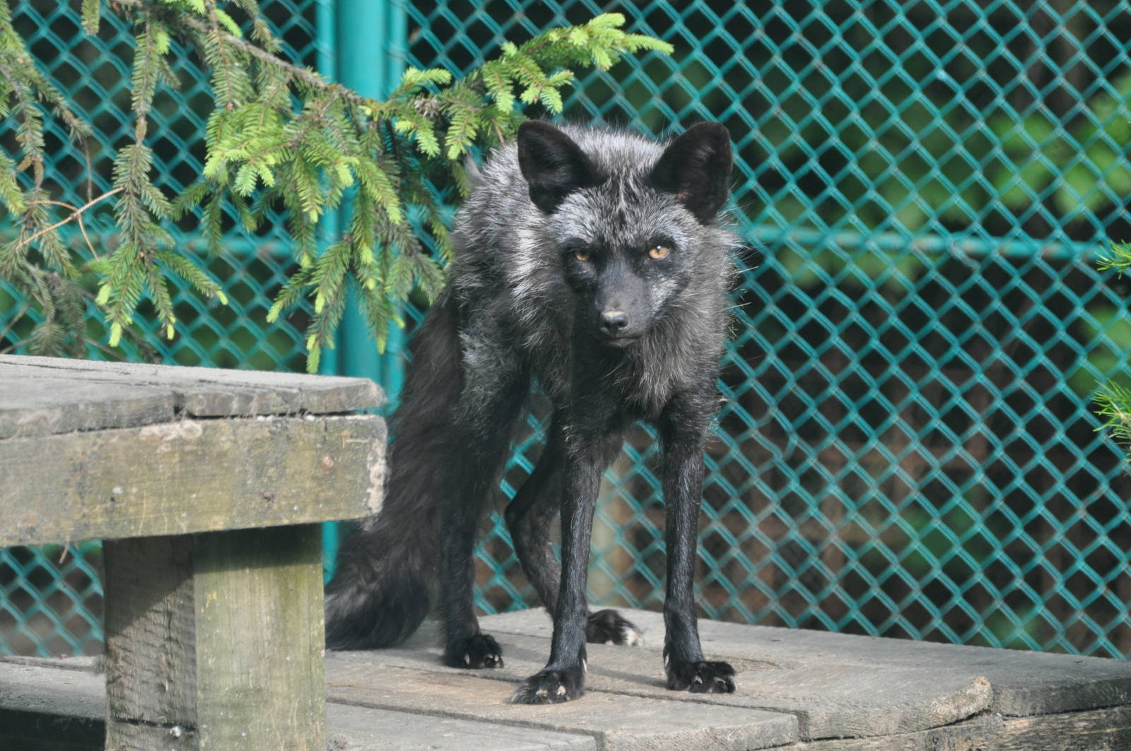 Red fox/ Vulpes vulpes