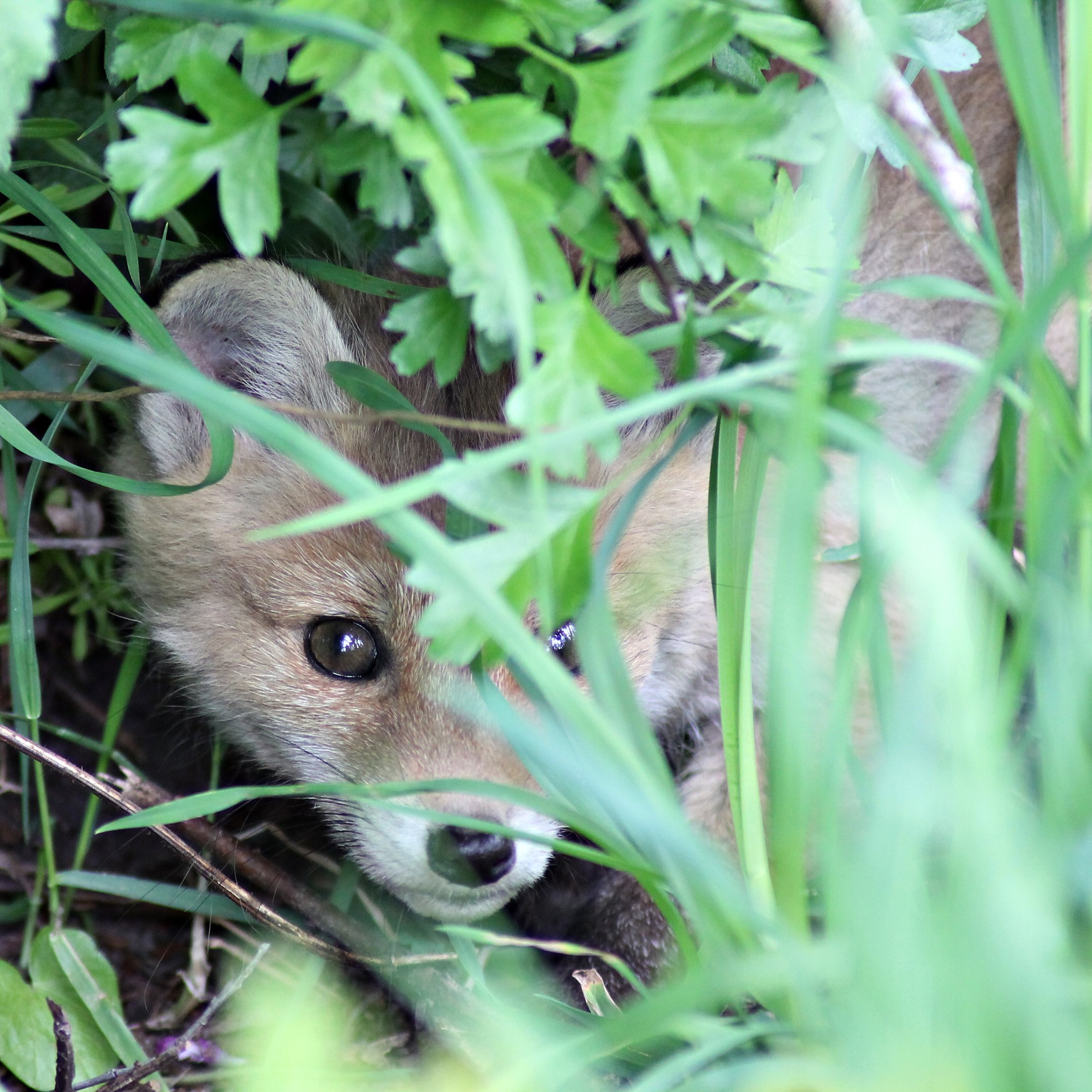 Red fox (Vulpes vulpes)