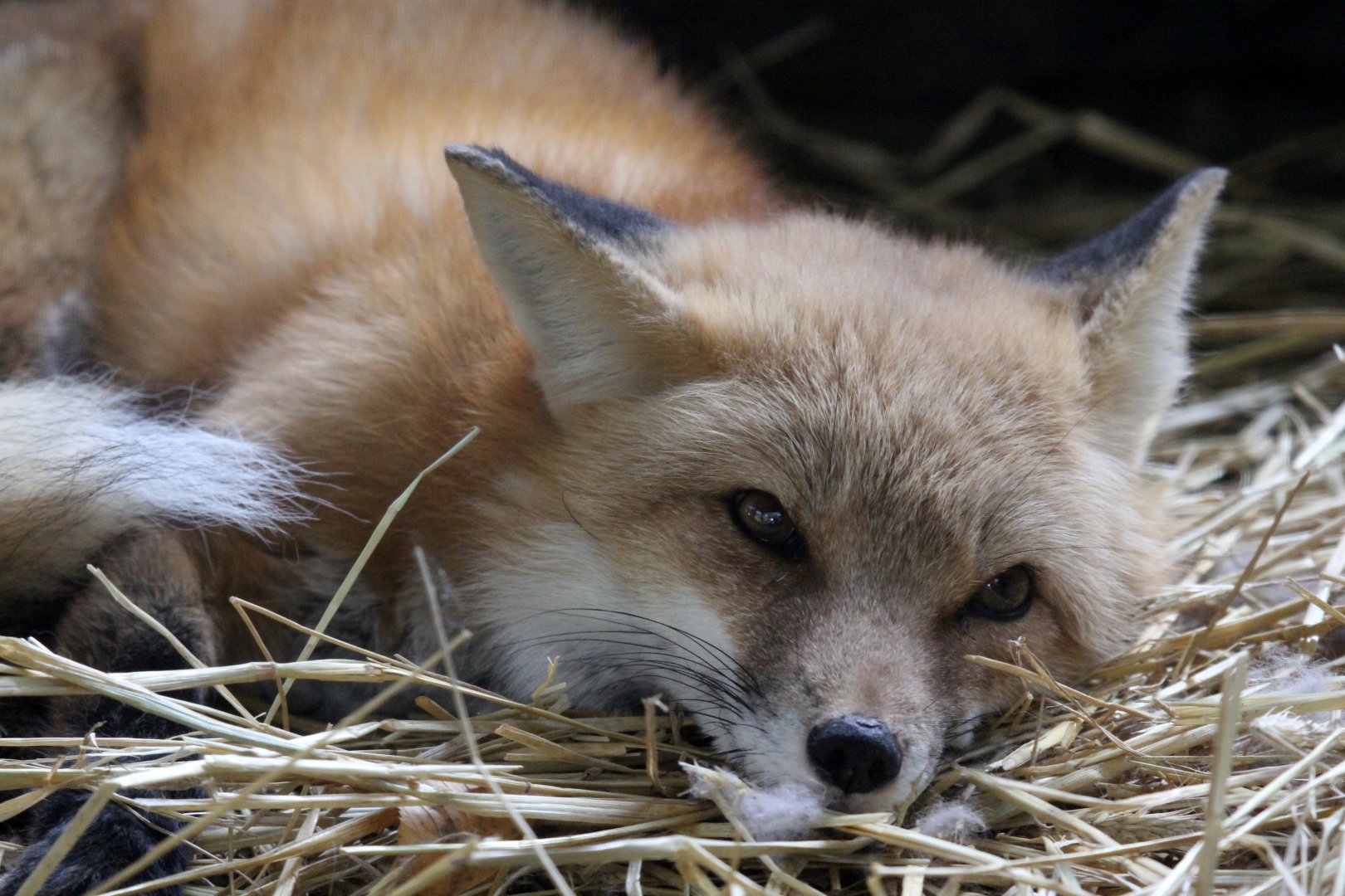red fox (Vulpes vulpes)
