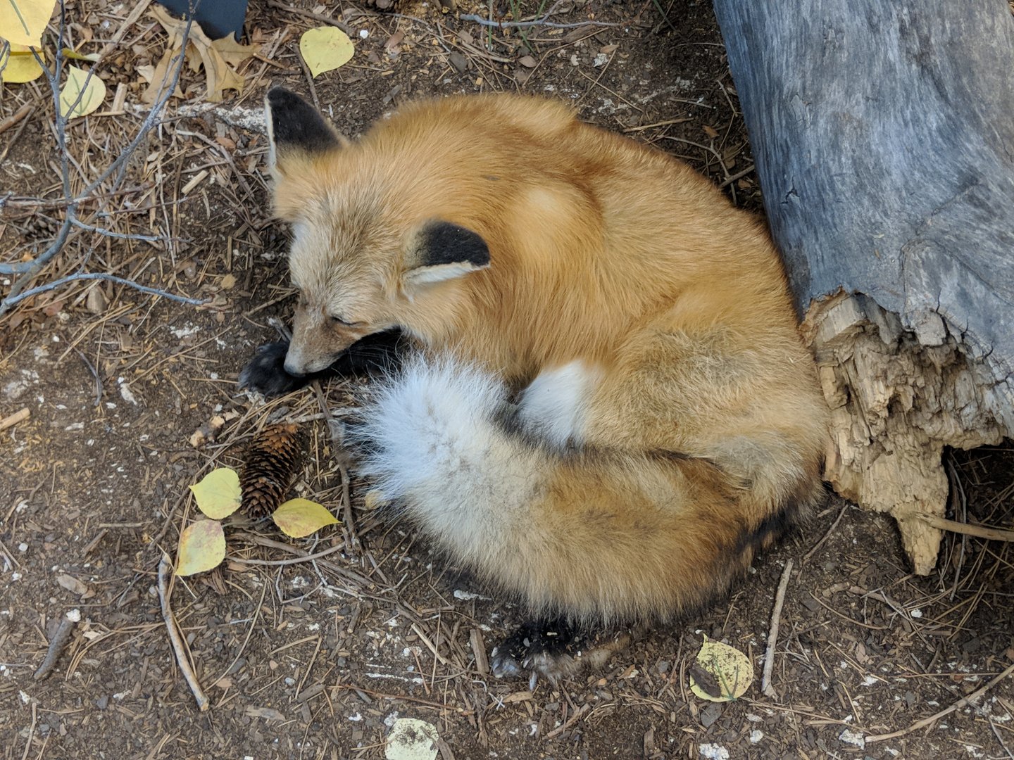 Red fox (Vulpes vulpes)