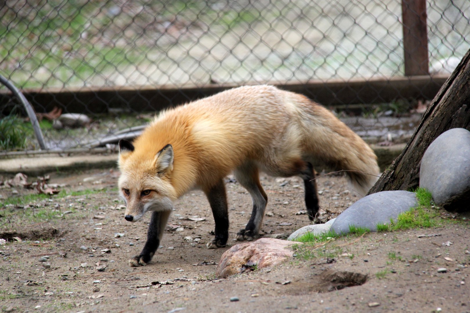 red fox (Vulpes vulpes)