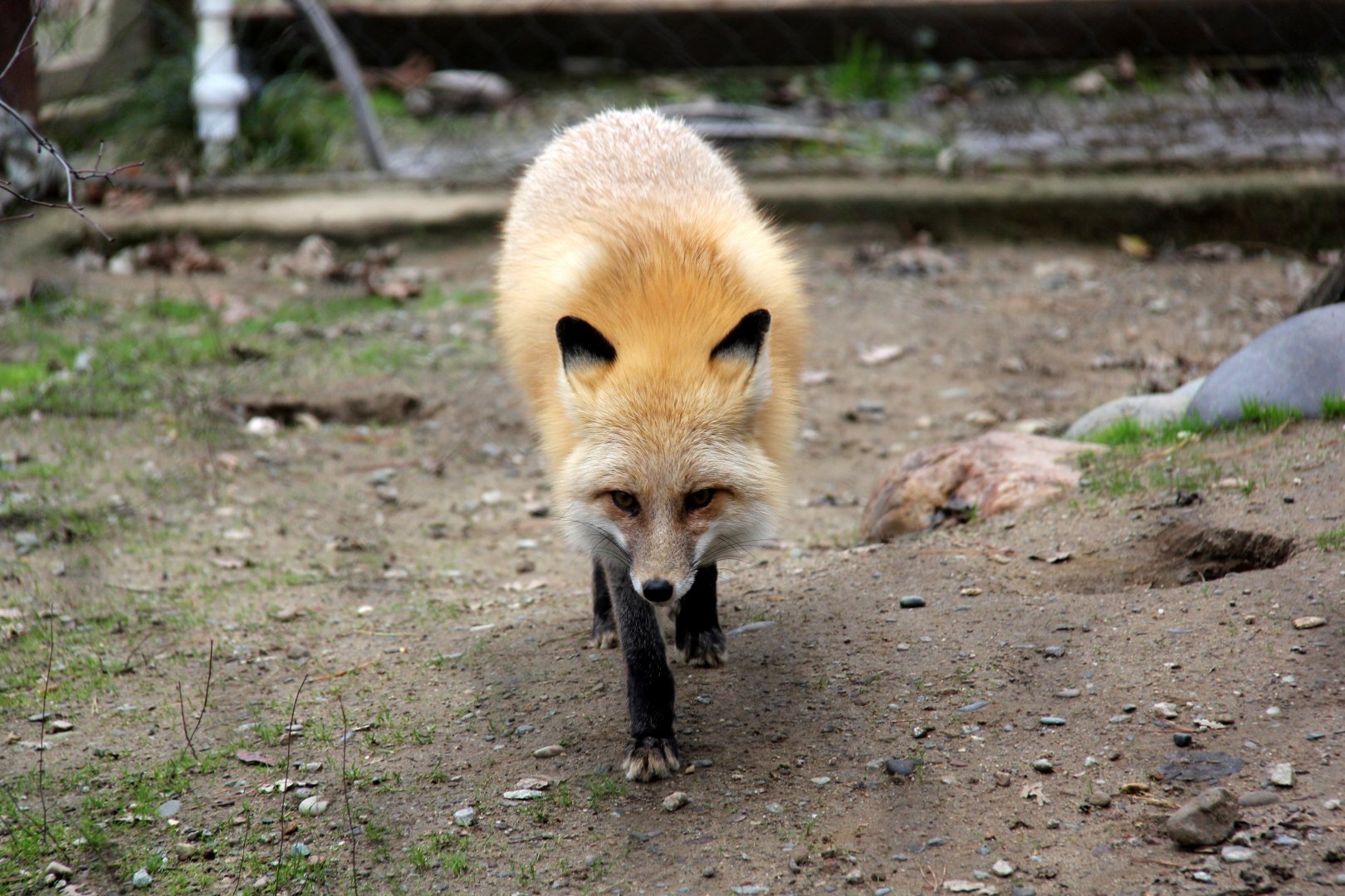 red fox (Vulpes vulpes)