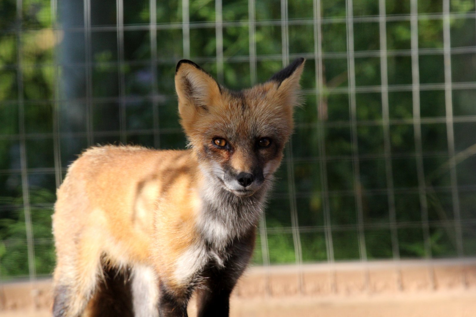 red fox (Vulpes vulpes)