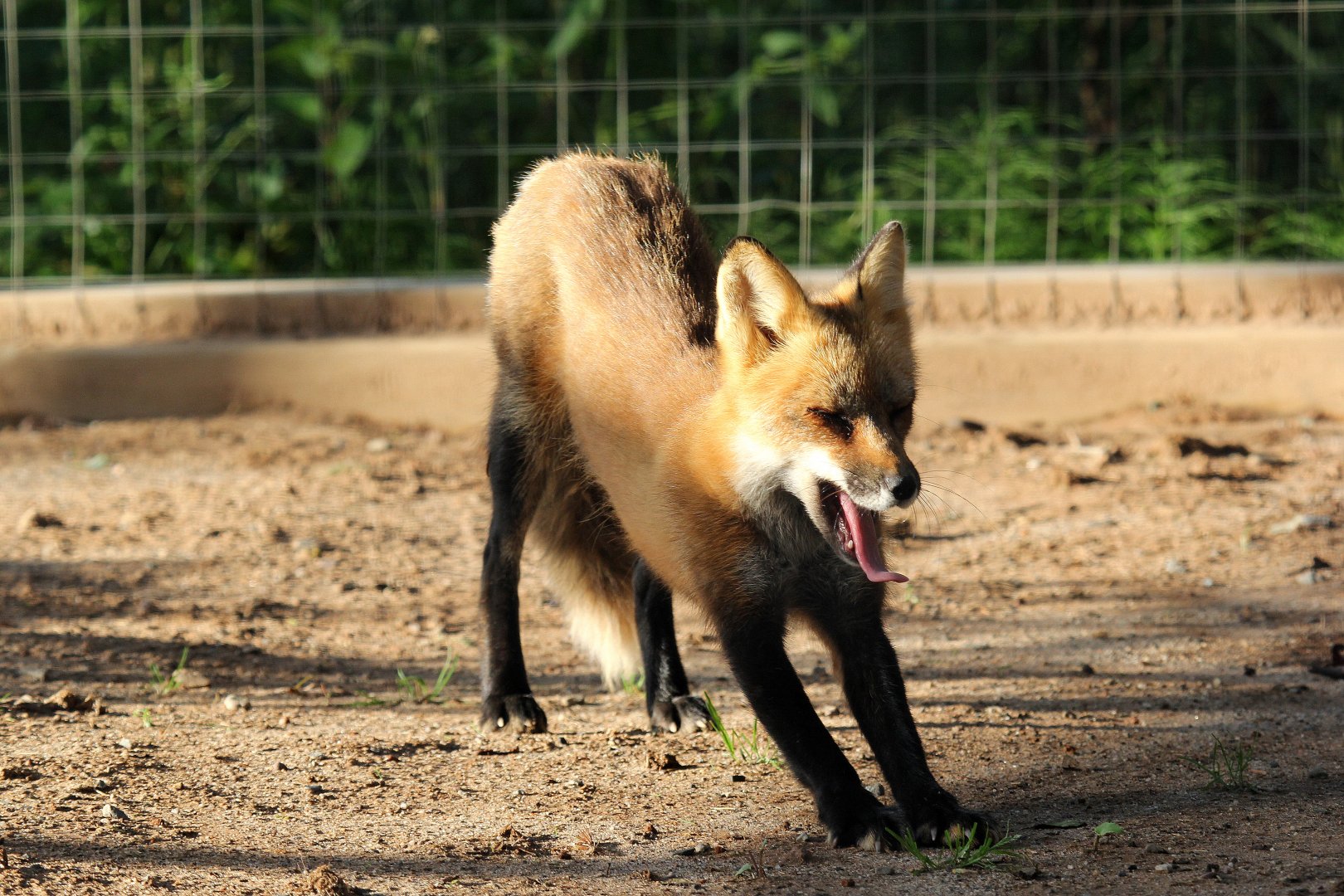 red fox (Vulpes vulpes)