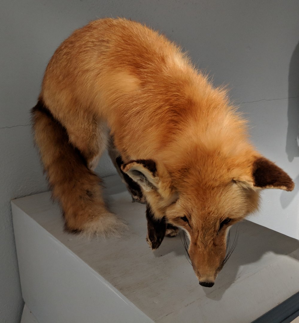 Red fox (Vulpes vulpes)