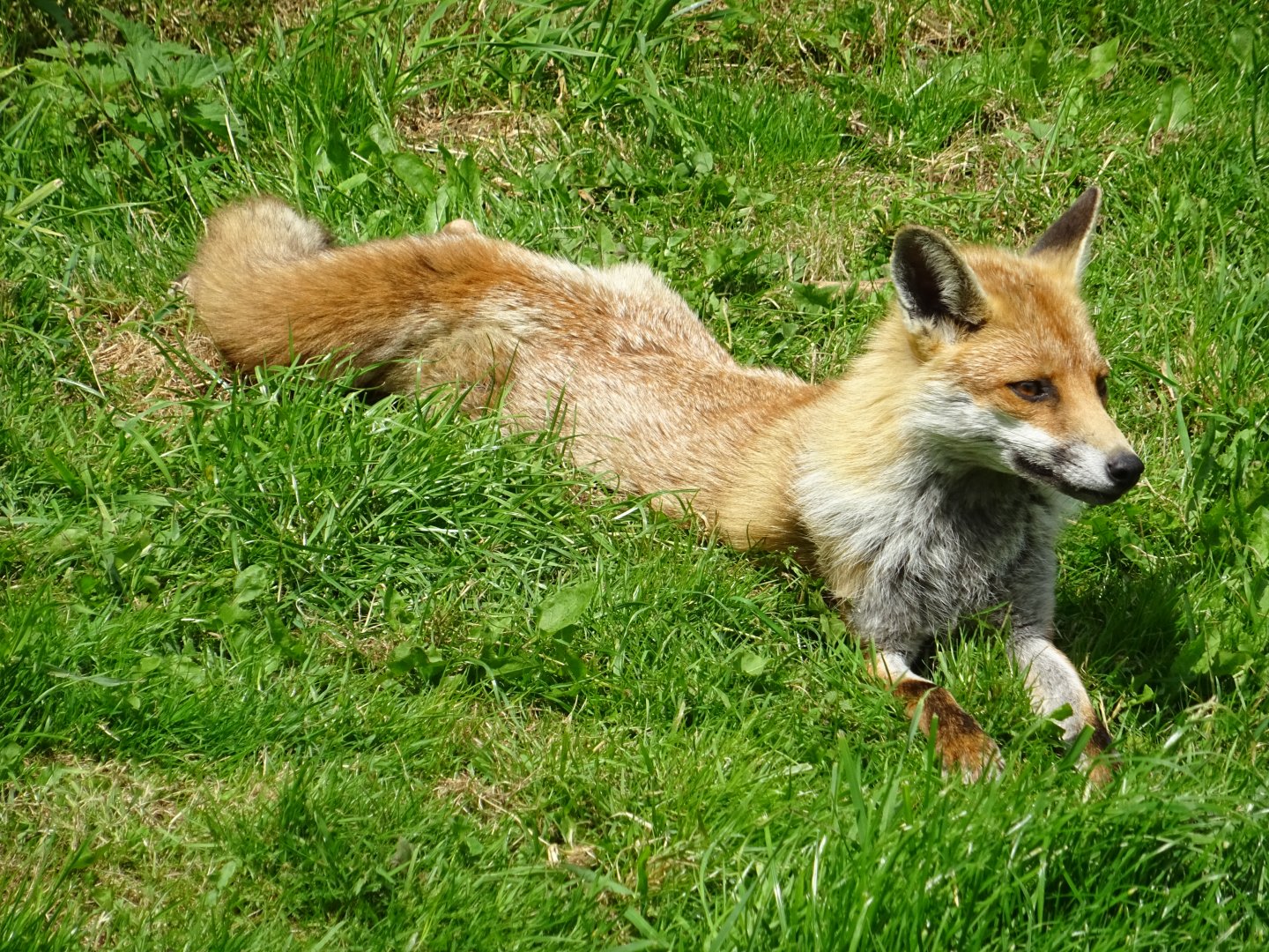 Red Fox (Vulpes vulpes)