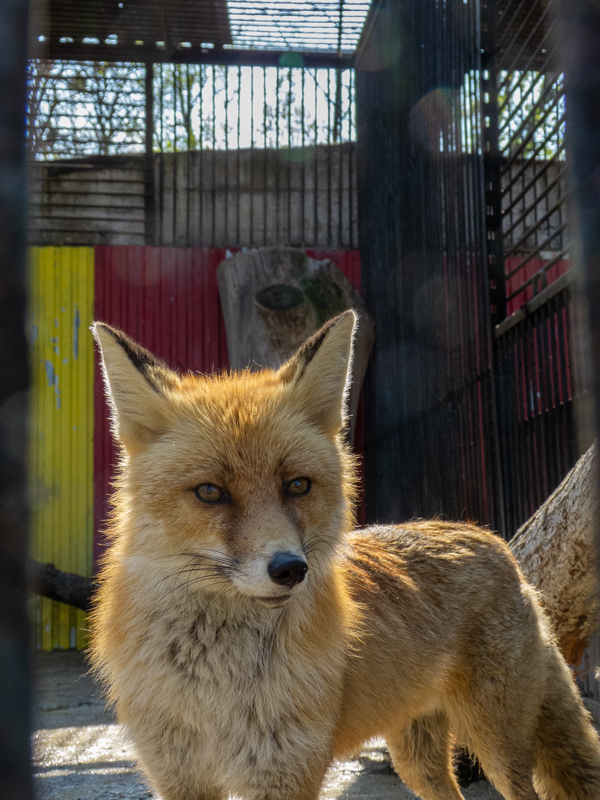 Red fox (Vulpes vulpes)