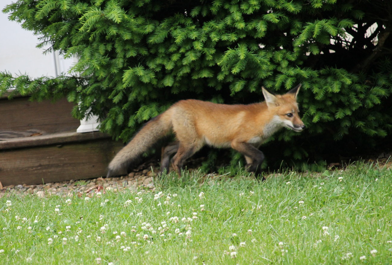 Red fox (Vulpes vulpes)