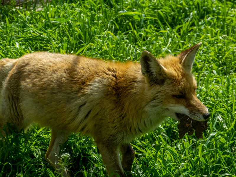 red fox (Vulpes vulpes)