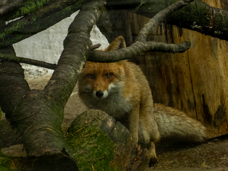 Red fox (Vulpes vulpes)