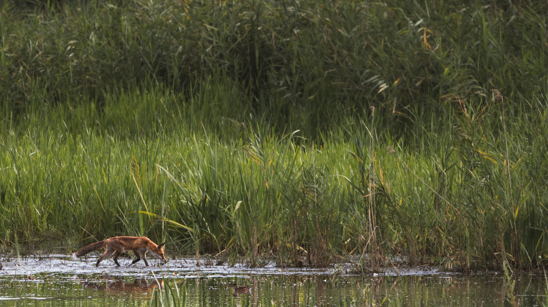 Red fox (Vulpes vulpes)