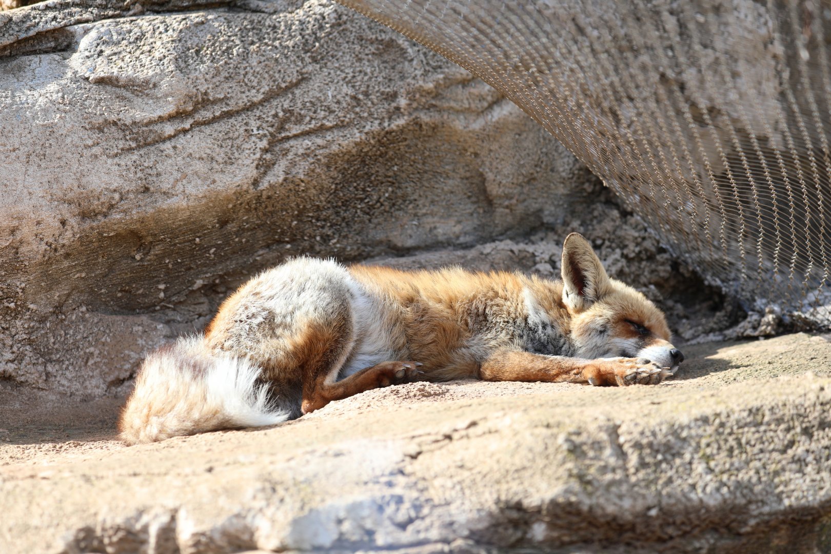 red fox (Vulpes vulpes)