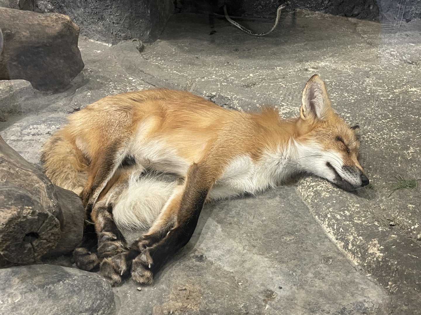 red fox (vulpes vulpes)