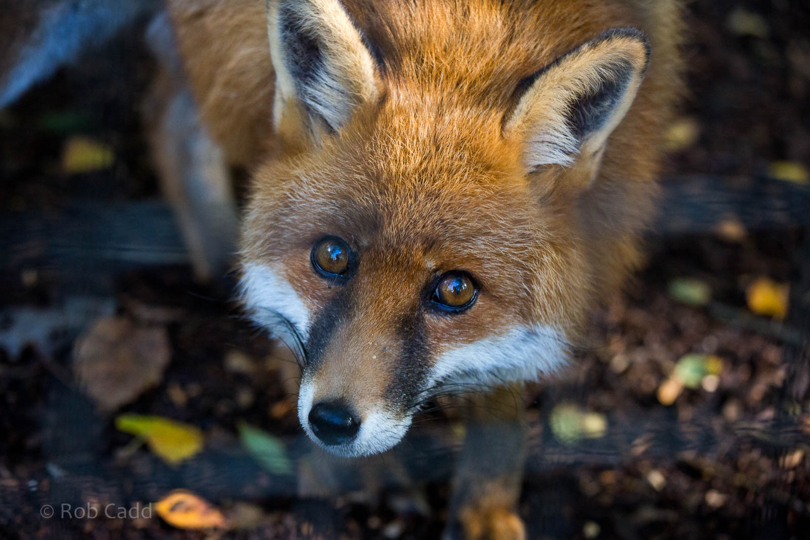 Red fox : Wildwood : 16 Oct 2014