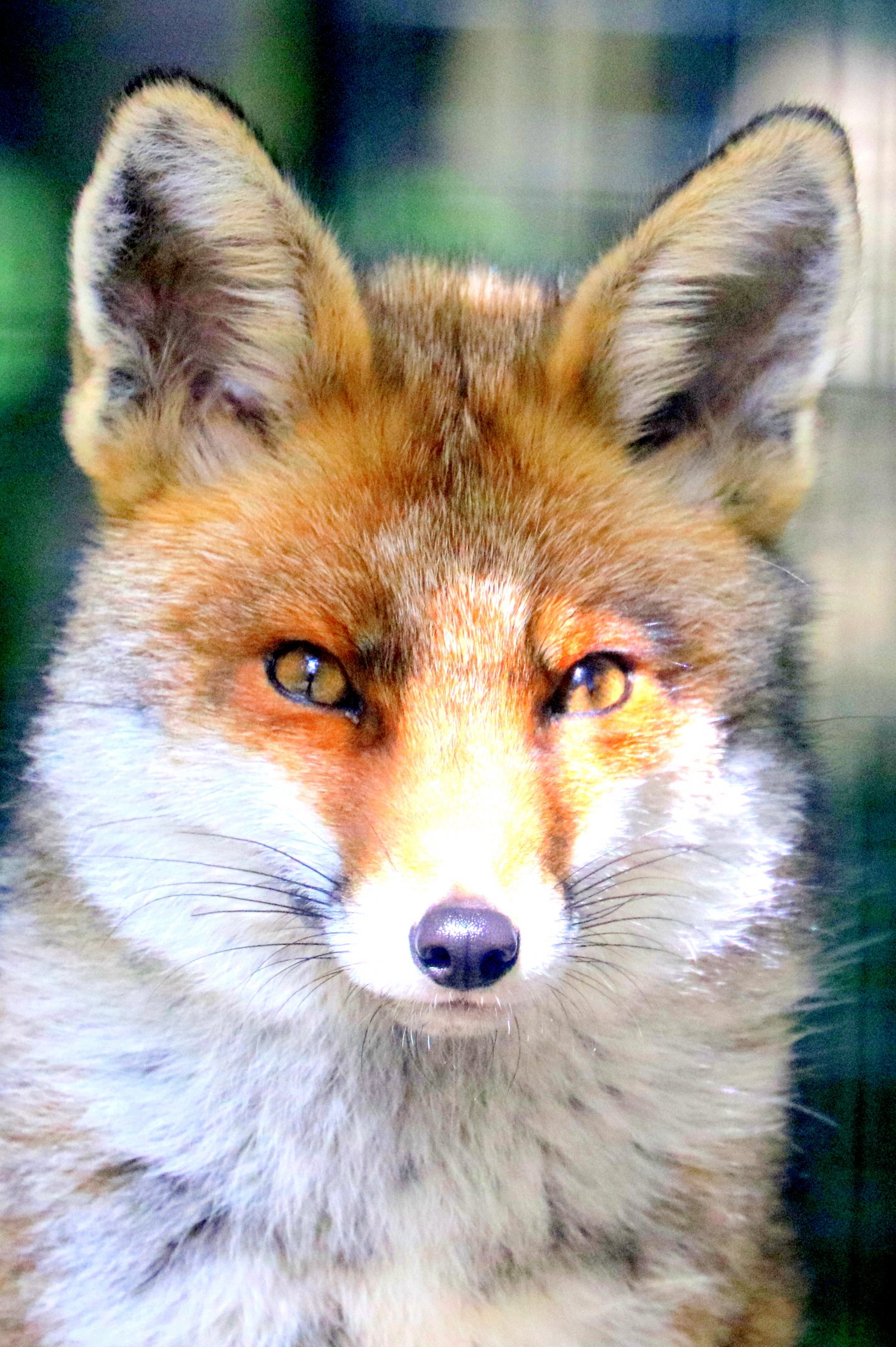 Red fox; Wildwood; 28th June 2019