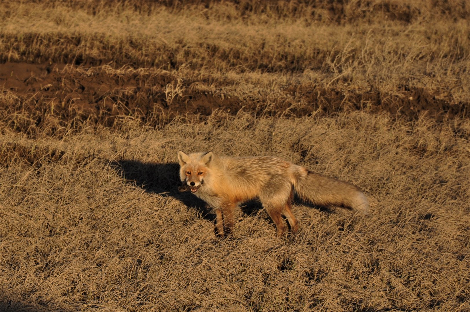 Red Fox With A Brown Lemming - Alaska