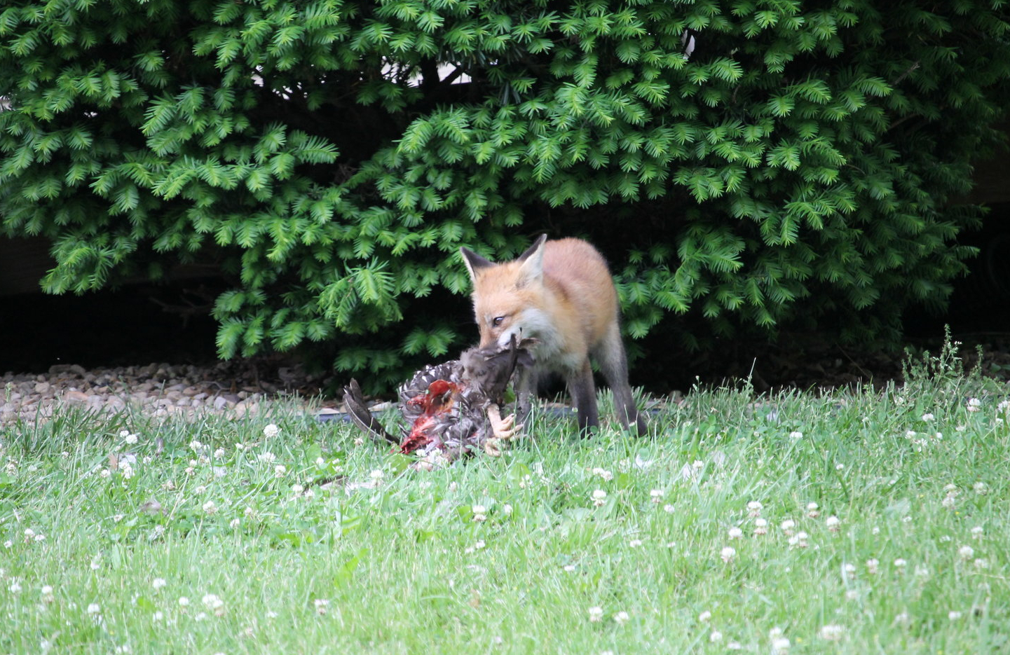 Red fox with a meal