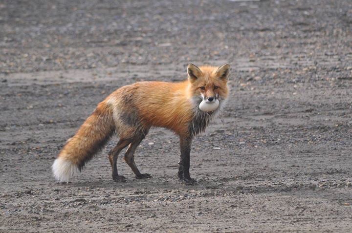 Red Fox with Goose Eggs - Alaska