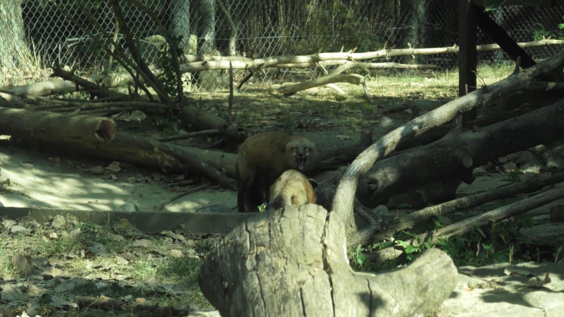 Red fox with mouth open