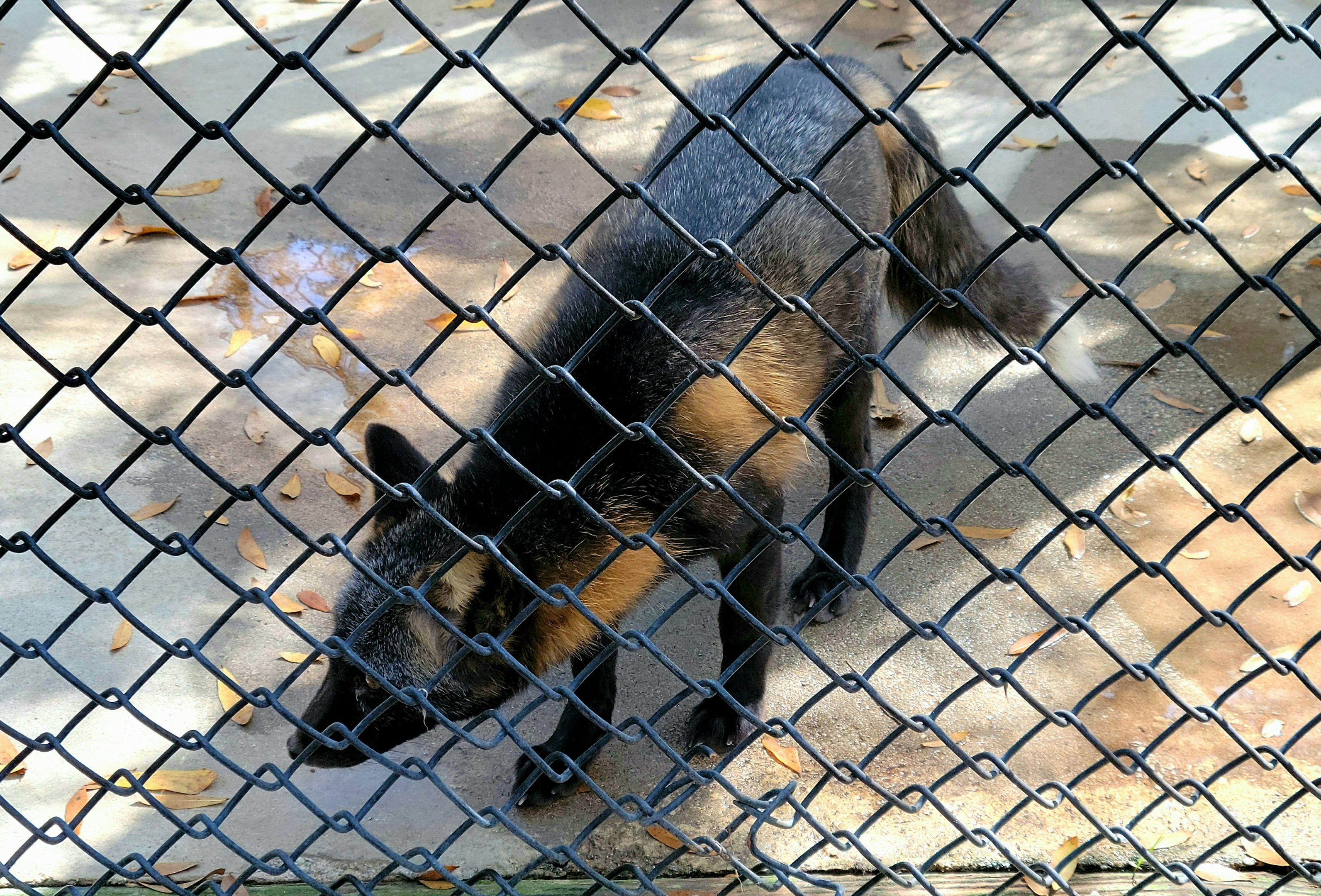 Red Fox (with silver morph) - Bee City Zoo - March 2025