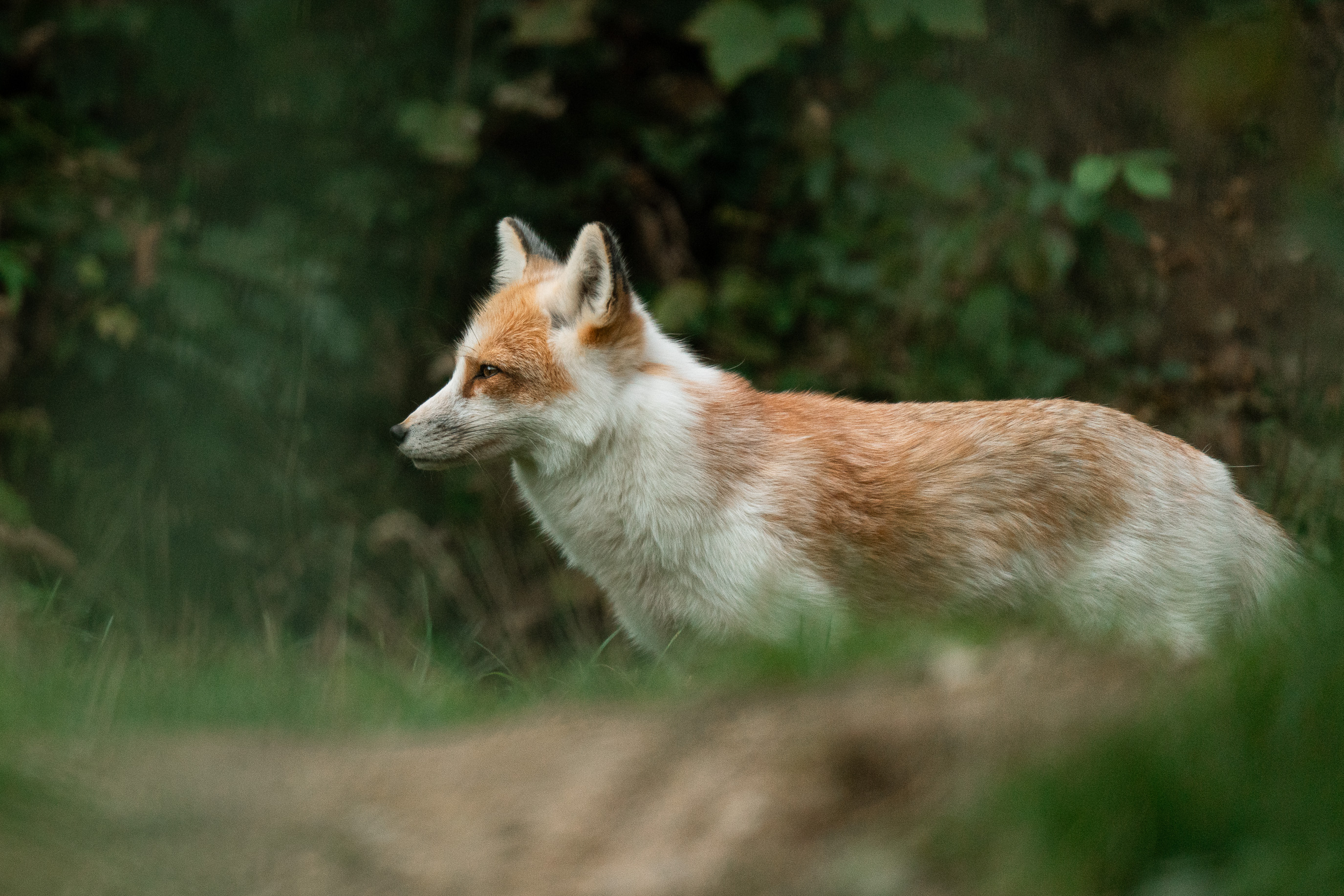 Red fox with unique coat