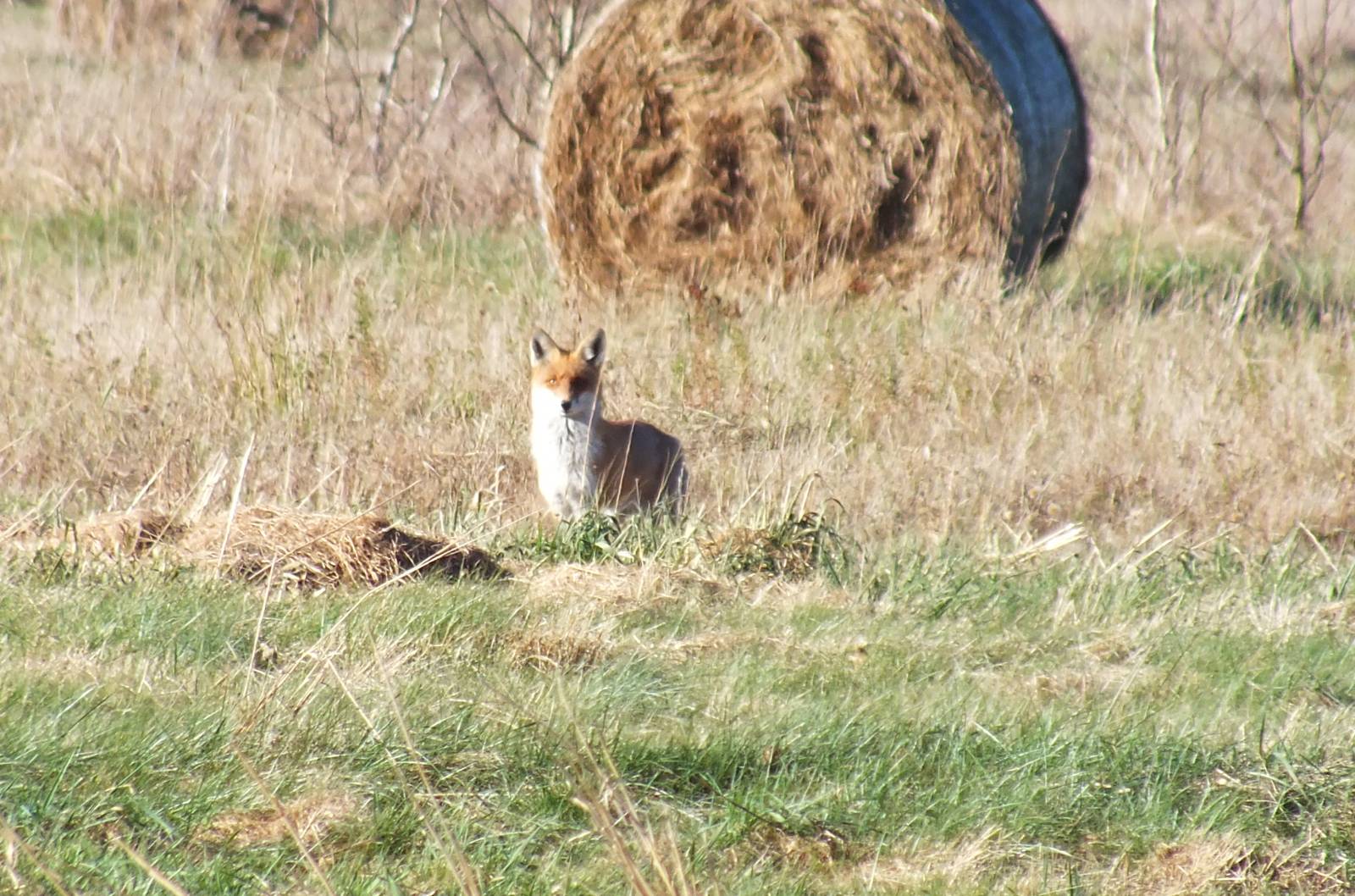 Red Fox with winter coat
