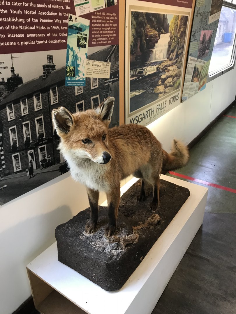 Red fox (Yorkshire dales museum in Hawes)