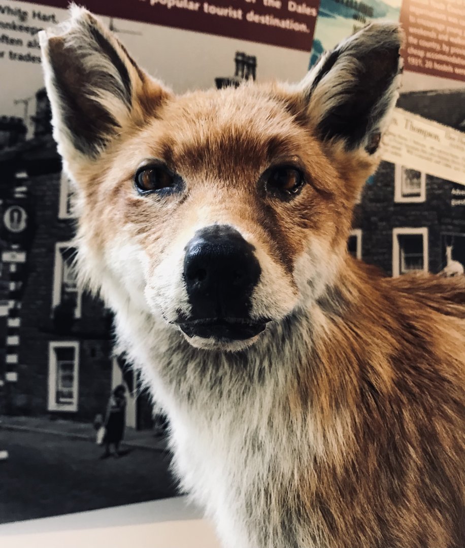 Red fox (Yorkshire dales museum)