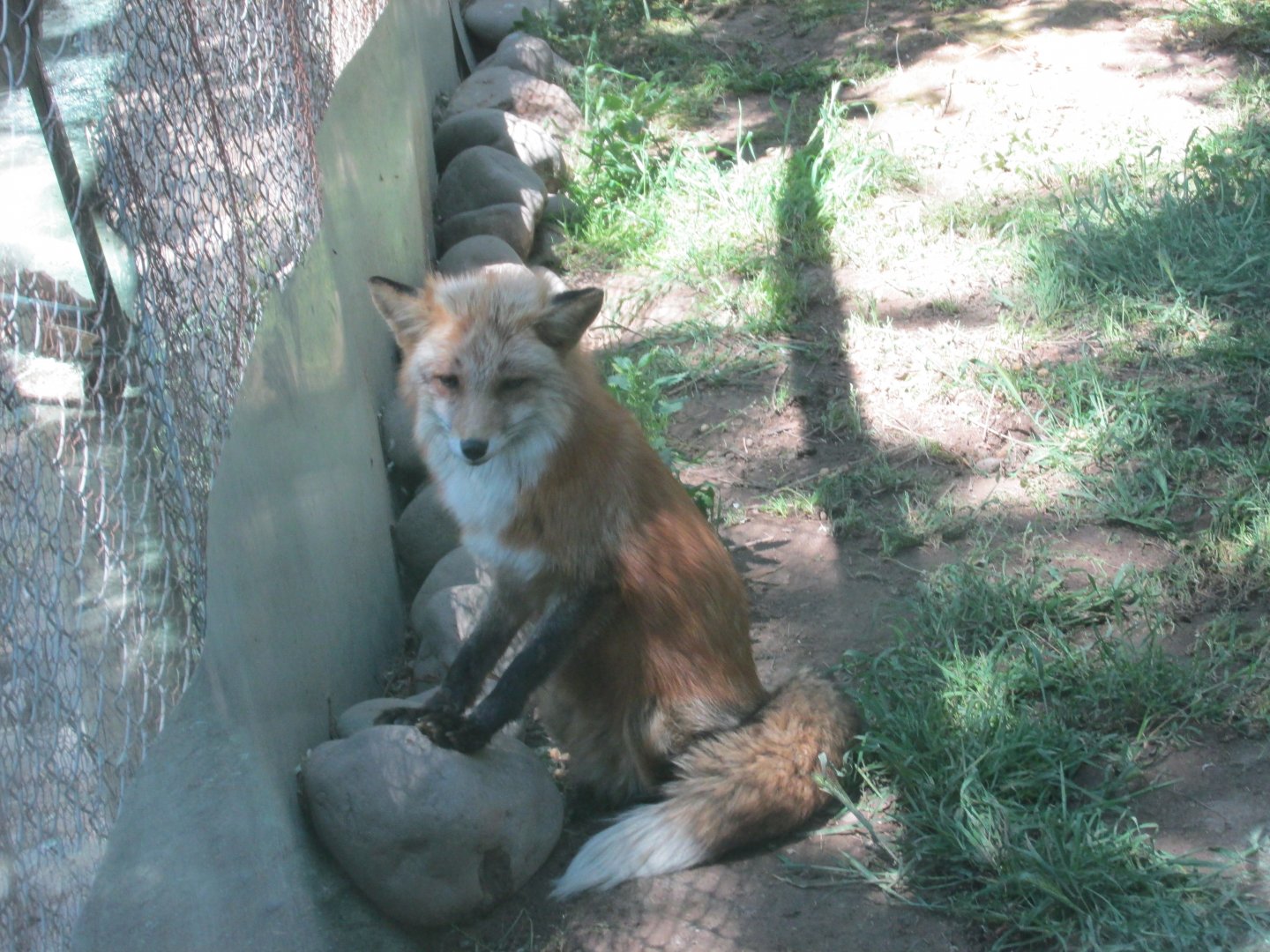 red fox Zincha buin zoo