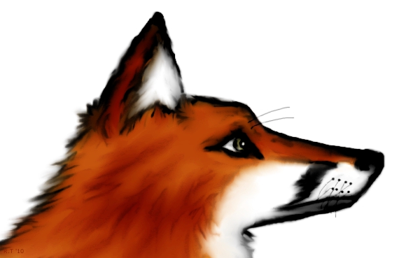 Red Fox