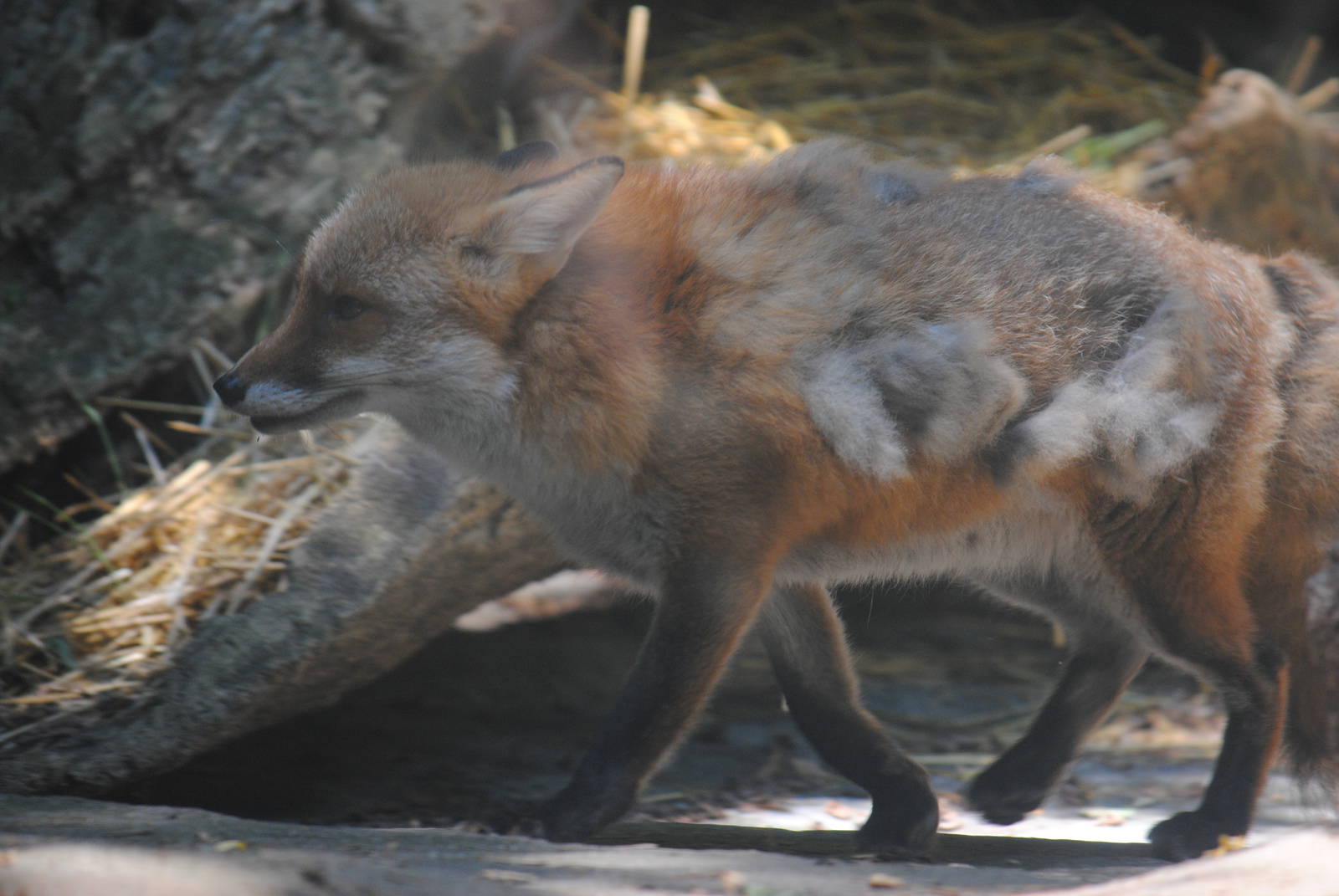 Red Fox