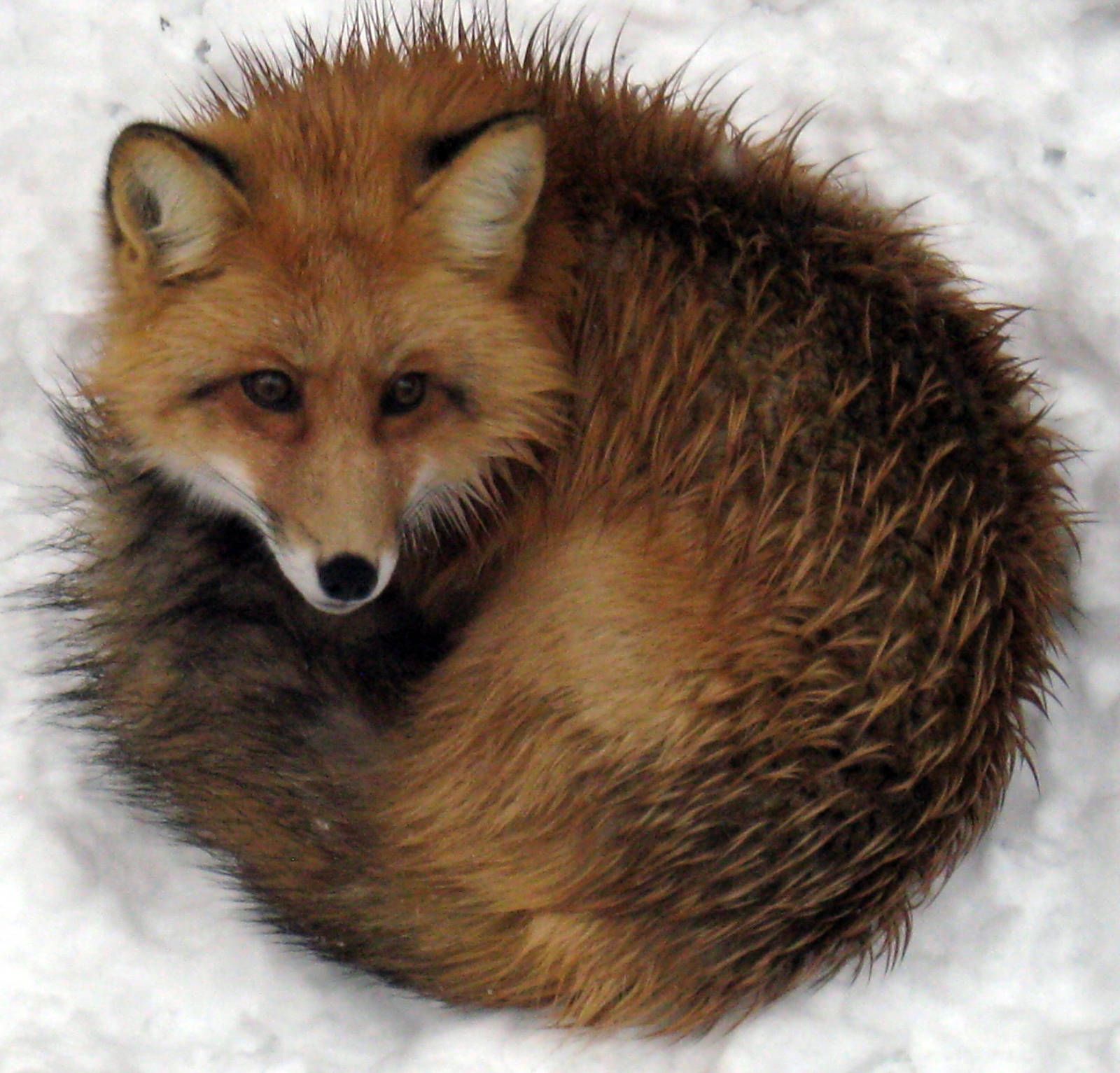 Red Fox