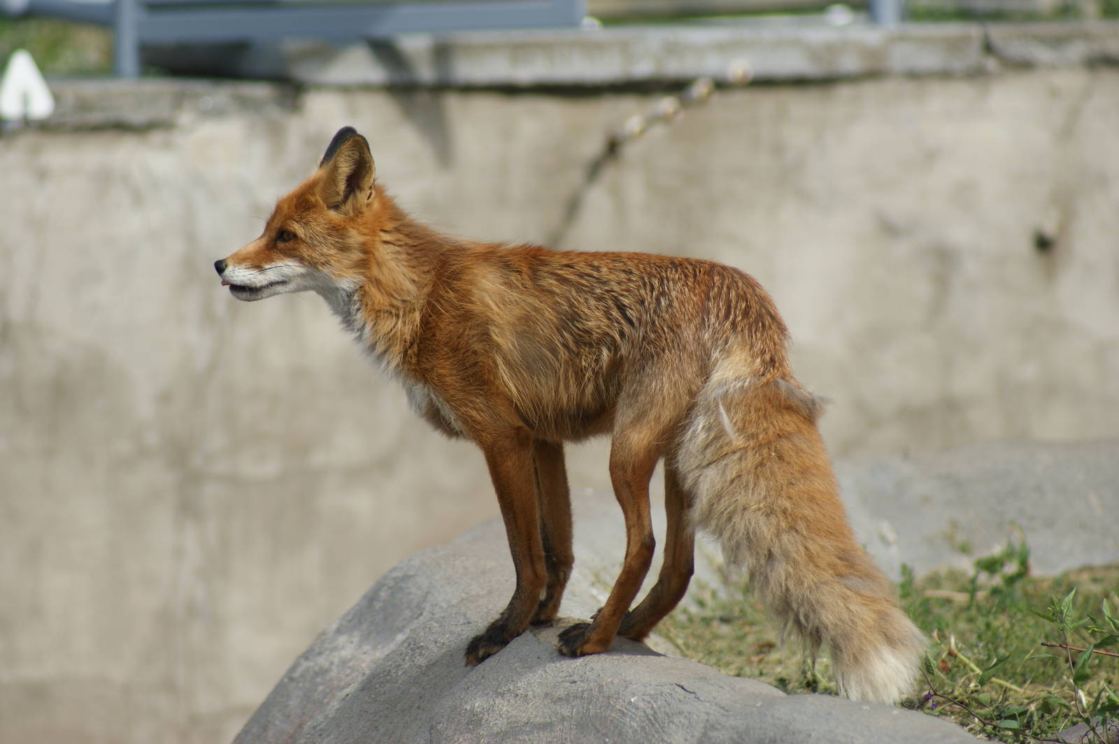 Red fox
