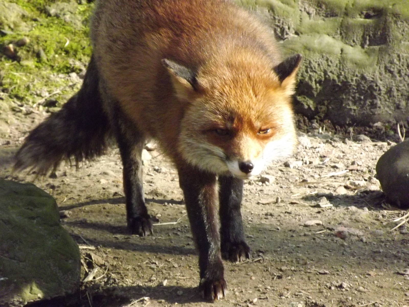 Red fox