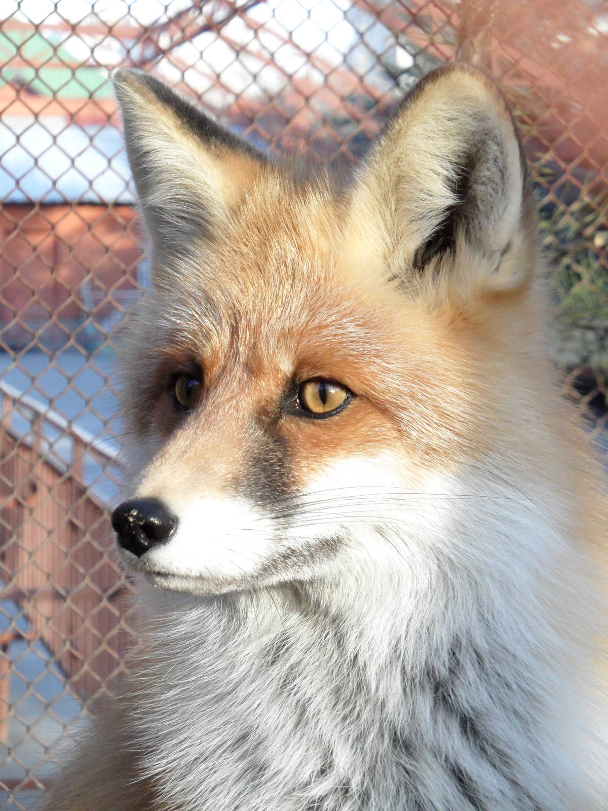 Red fox