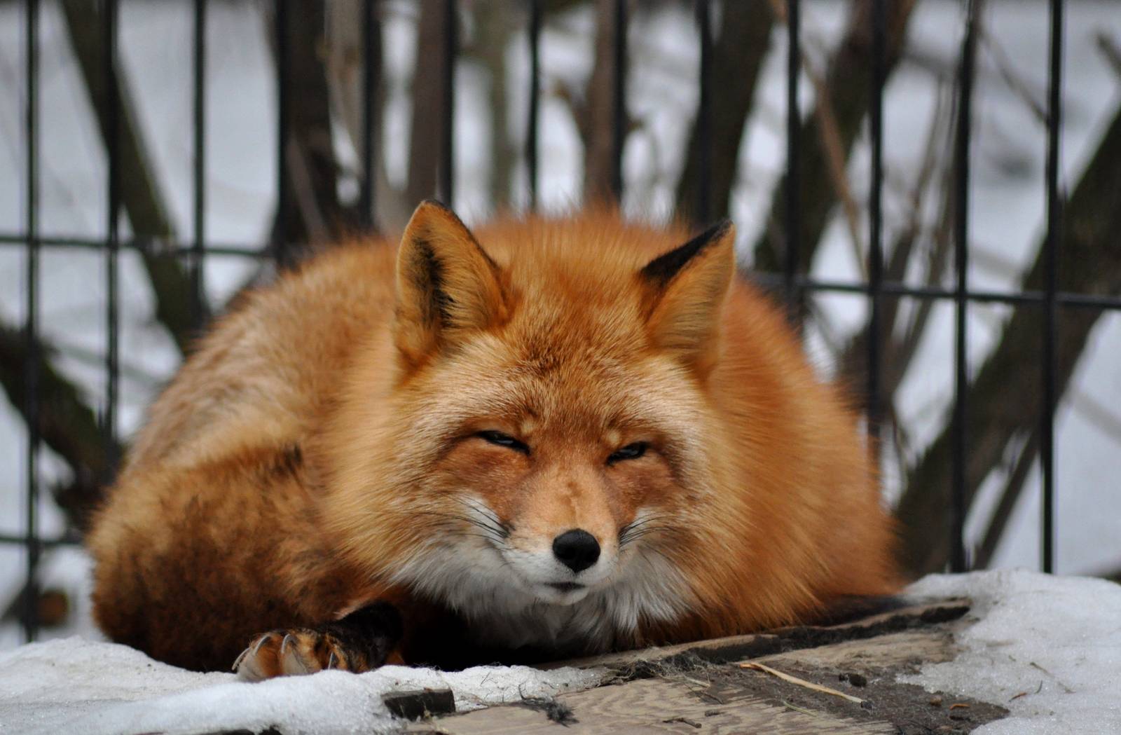 Red Fox