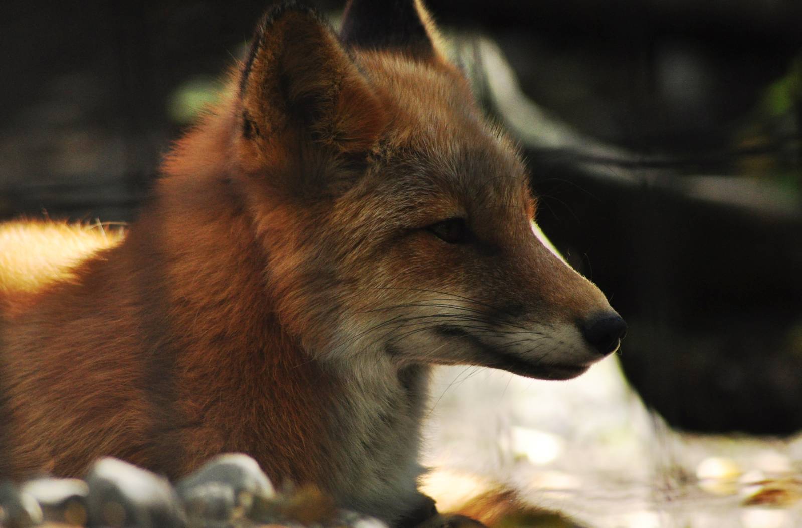 Red Fox
